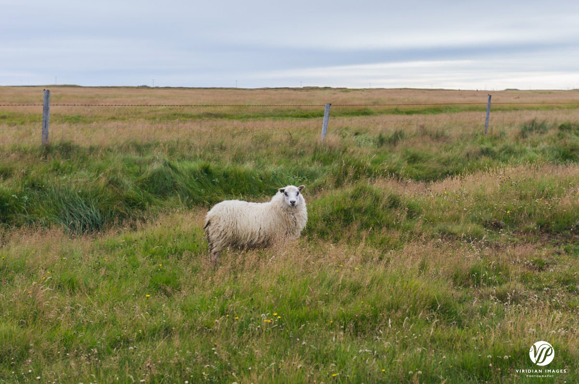 Icelandic Sheep grazing in field in Iceland