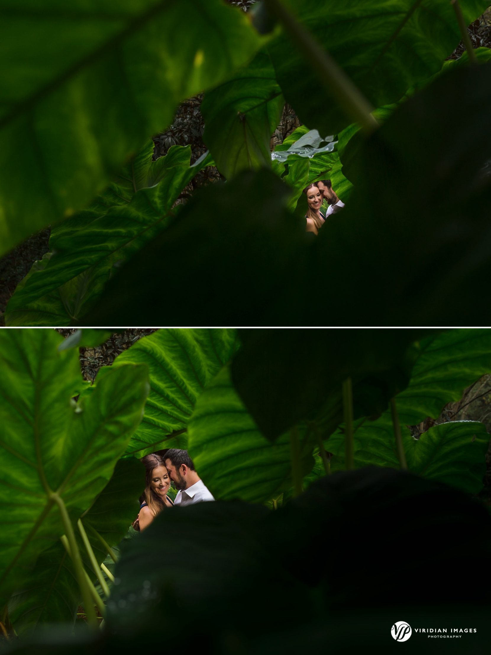 couple engagement session shot through large elephant leaves